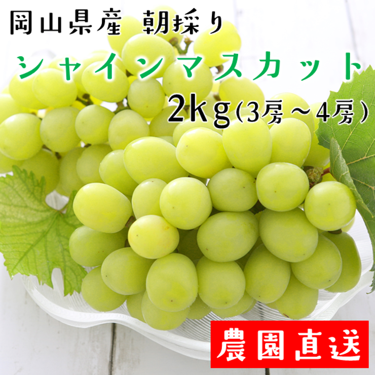 8月6日収穫予定　岡山県産シャインマスカット　2kg